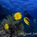 butterflyfish_masked_bro_l_ni_h_0079_egy1348.jpg